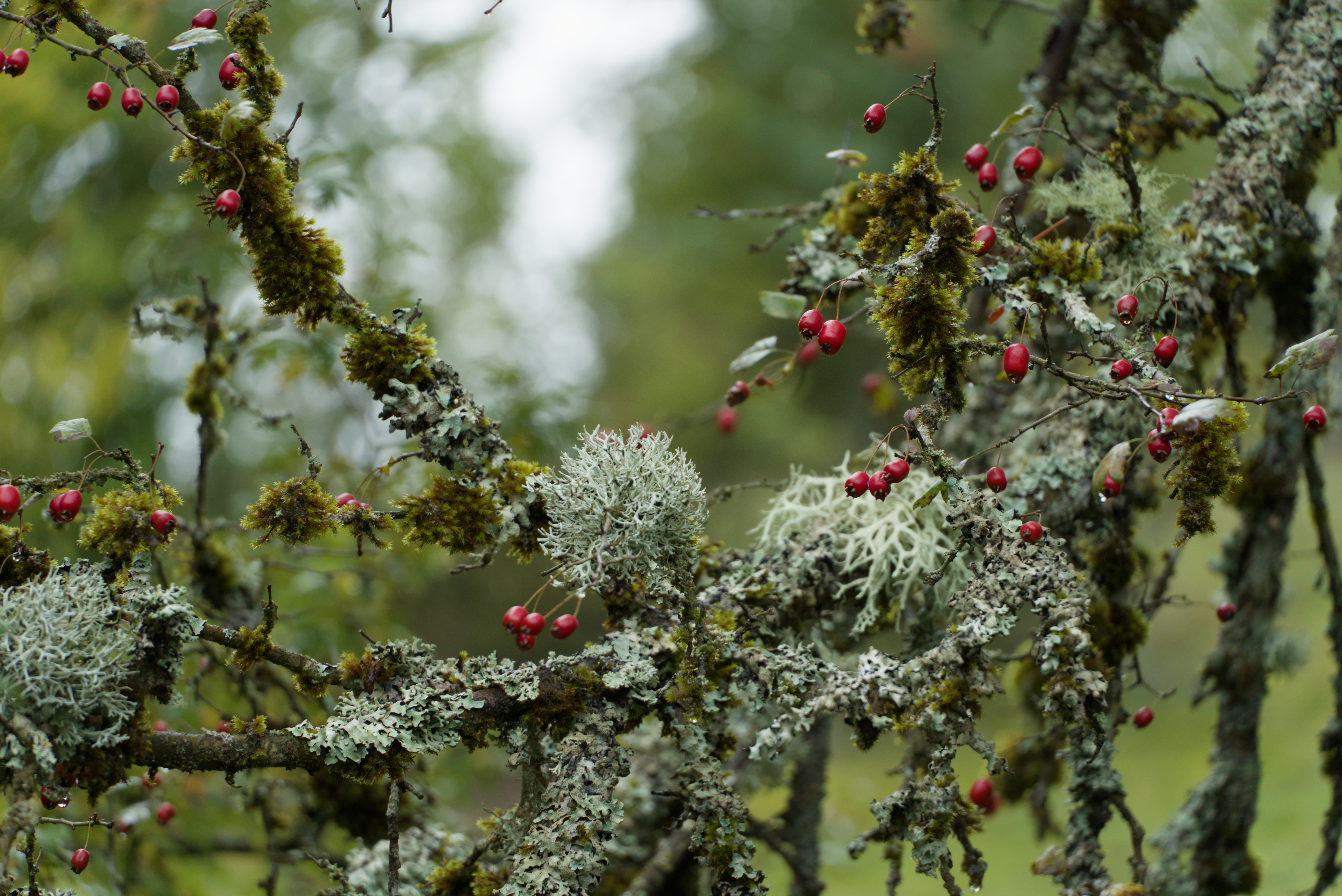 Frohe Weihnachten und alles Gute für das neue Jahr!